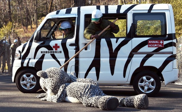 Make believe - A zoo employee checks a colleague dressed as a snow leopard during a drill to practise what to do during an animal escape. The drill takes place once a year at Tama Zoo in the western suburbs of Tokyo. Yesterday’s drill saw the facility’s newest employee don the snow leopard suit and then pretend to get shot with a tranquiliser dart. About 70 zookeepers took part in the drill. Past drills have seen staff dressing up as tigers and zebras. It is not known how effective the drills are. Photo: AFP