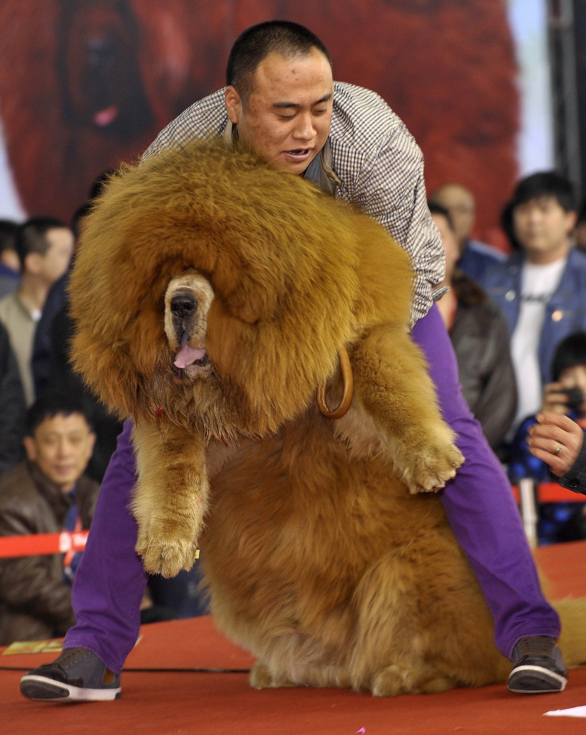 Tibetan mastiff attack stirs debate about dangers of 'world's most  expensive dog' | South China Morning Post