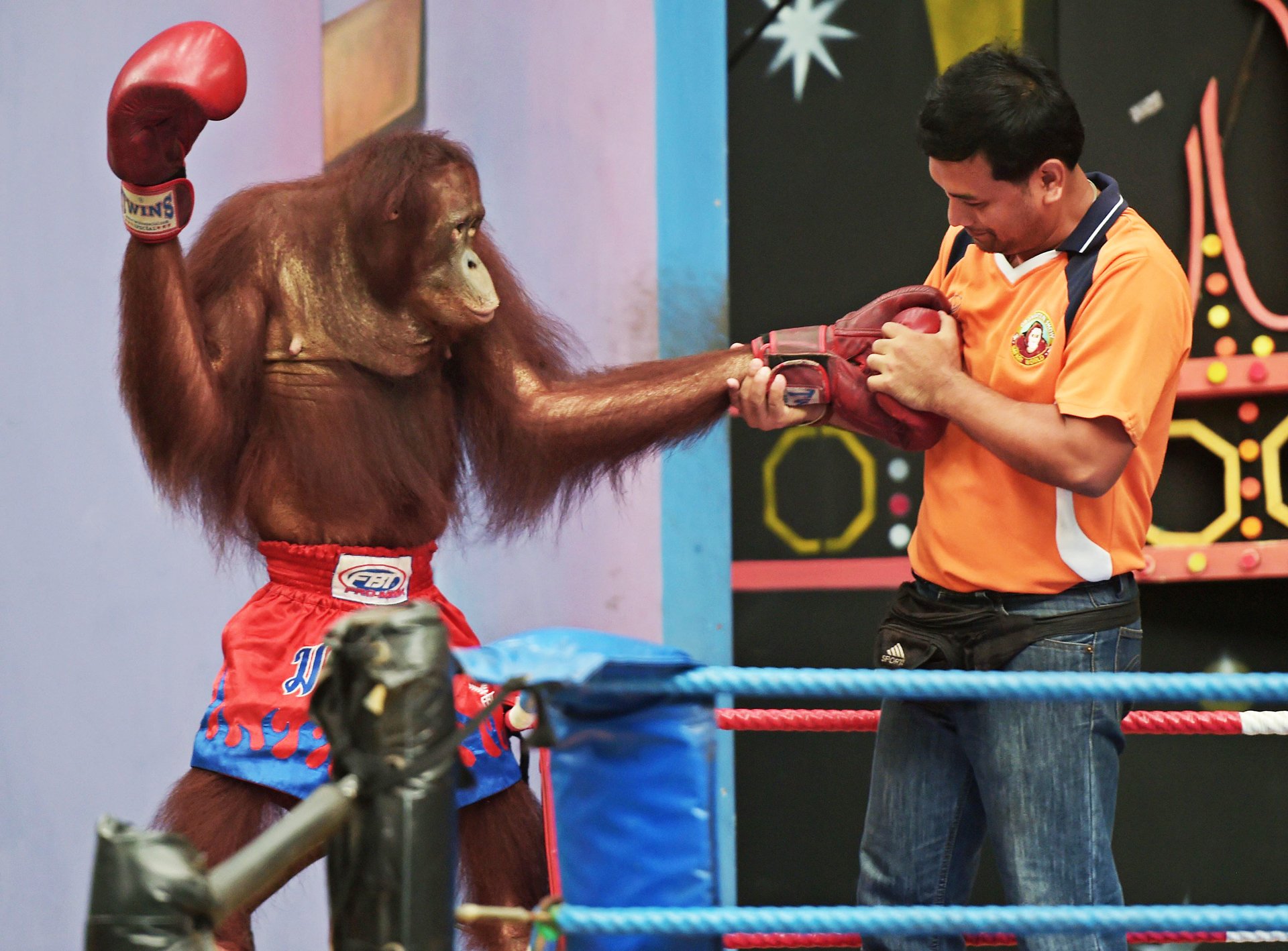 orangutan-boxing-b.jpg