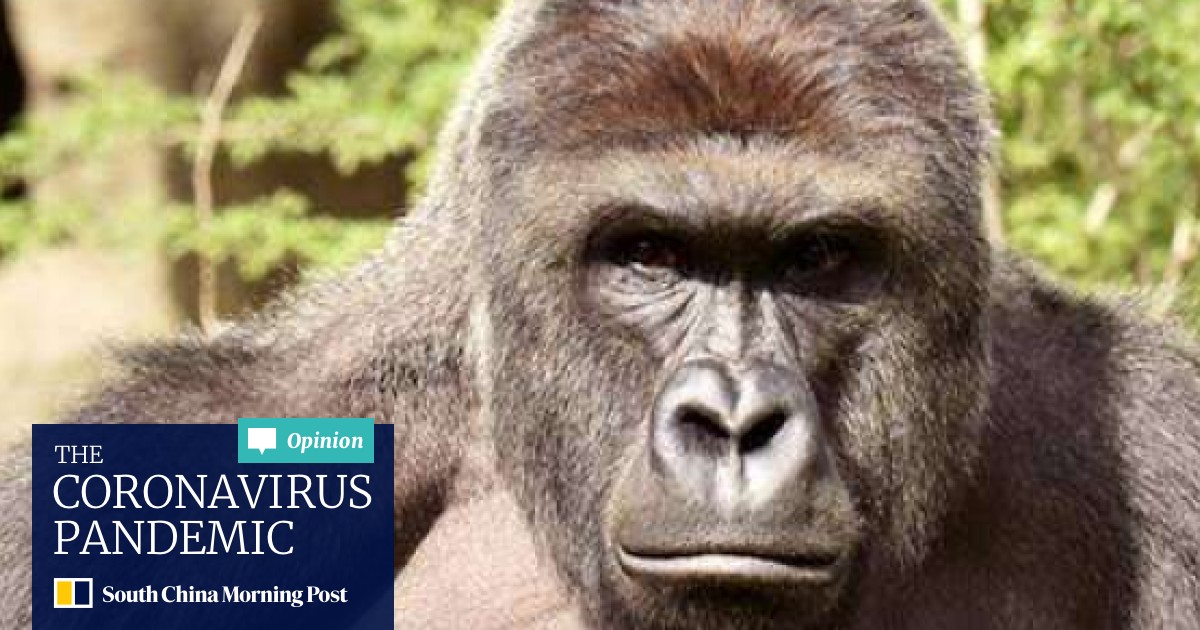 US zoo kills gorilla after kid falls into enclosure | South China Morning  Post