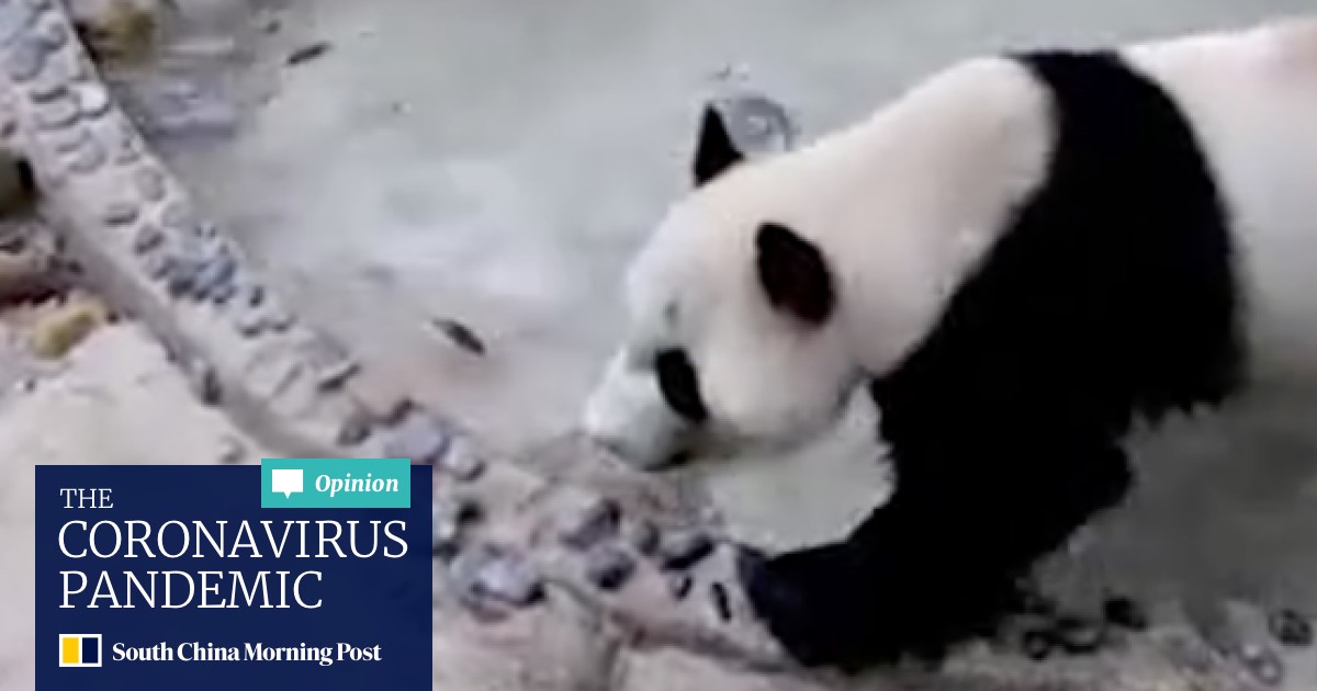 Dancing' China panda is actually in distress, say experts | South China  Morning Post