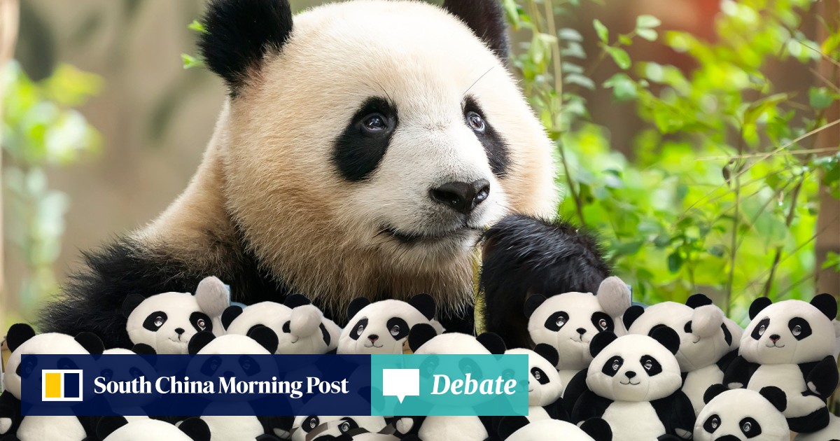 A new 'pandamic': toy panda sales soar in China amid concerns over fate of  national-treasure bears in foreign zoos | South China Morning Post