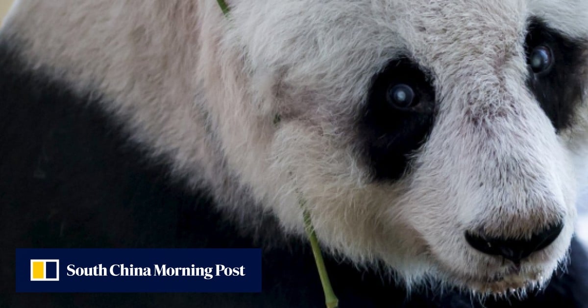 Panda Jia Jia soon to turn 37, matching world record for longevity | South  China Morning Post