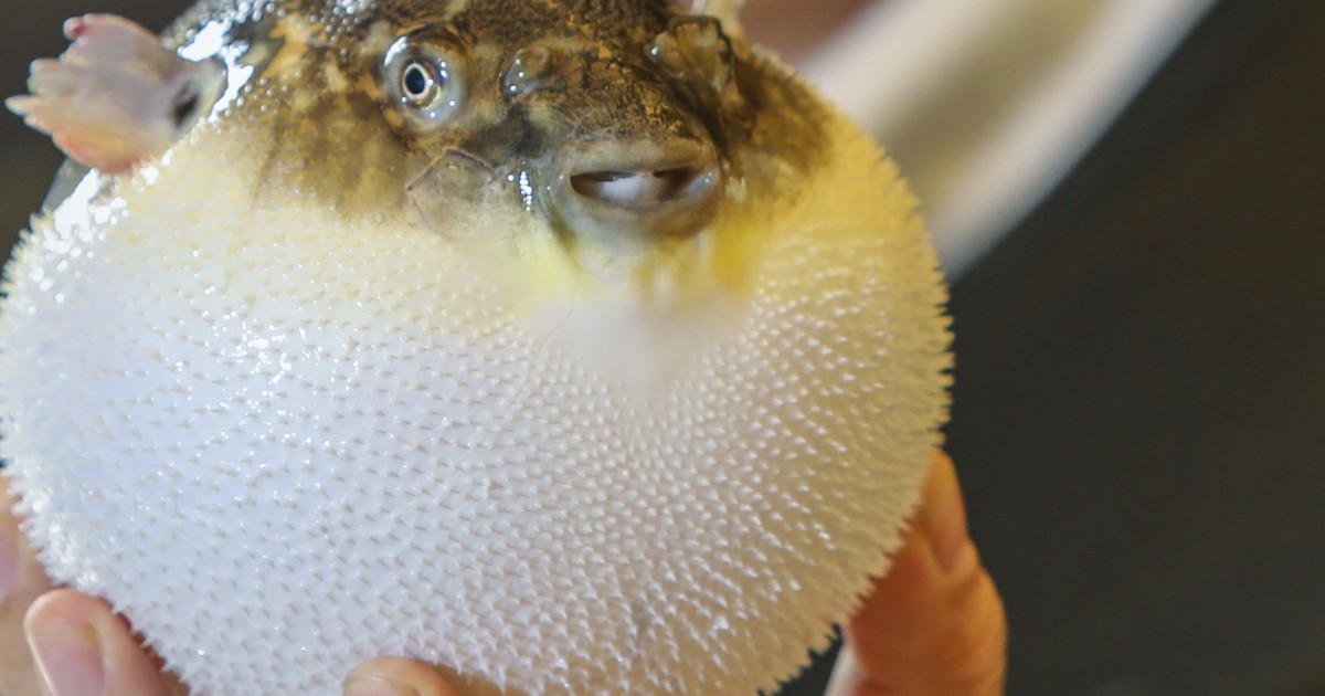 Pufferfish in China: diners lured by delicacy now country has bred them  poison-free | South China Morning Post