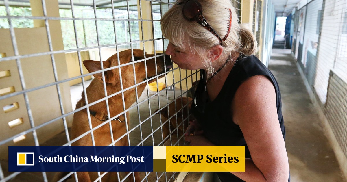 Dog kennels being kept on a tight lease | South China Morning Post